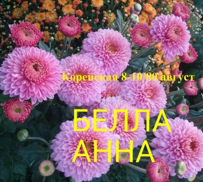 Лот: 7538999. Фото: 1. Белла Анна. Садовые цветы
