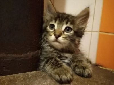 Лот: 16496466. Фото: 1. Котенок, крупный пушистый. Кошки, котята