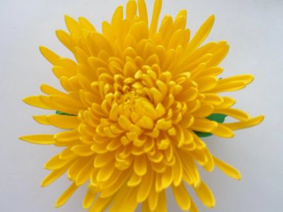 Лот: 7997768. Фото: 1. Заколка автомат хризантема лимонная. Цветы из ткани