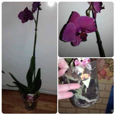 Лот: 3040330. Фото: 1. Орхидея фаленопсис.. Горшечные растения и комнатные цветы