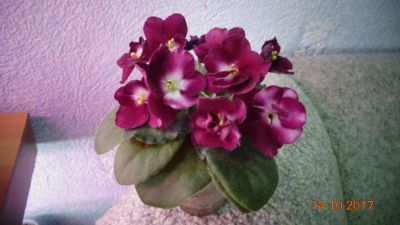 Лот: 10442704. Фото: 1. Фиалка Mac`s Southern Springtime... Горшечные растения и комнатные цветы