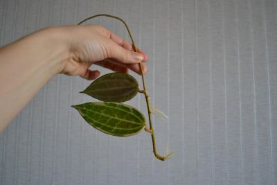 Лот: 3996694. Фото: 1. Хойя macrophylla variegata,черенок. Горшечные растения и комнатные цветы