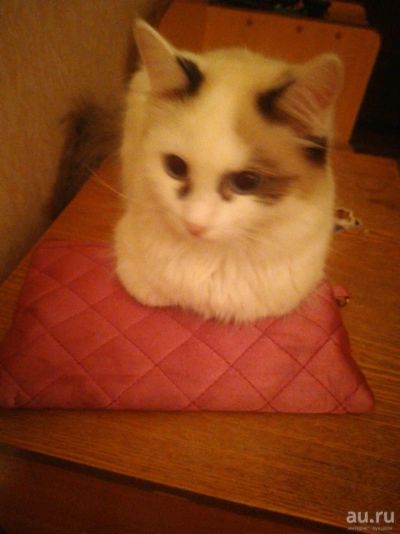 Лот: 13066078. Фото: 1. Кошечка. Кошки, котята