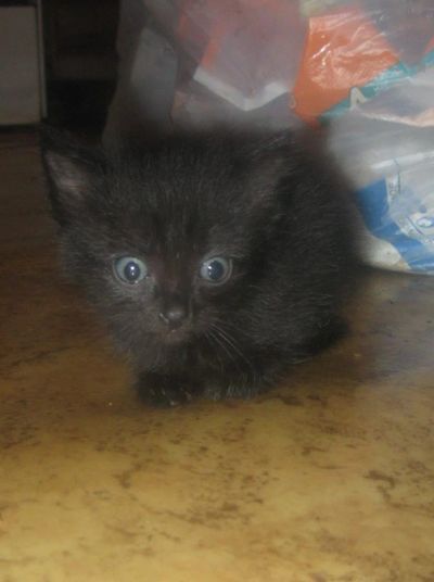 Лот: 4609885. Фото: 1. Подарю котенка, девочку в хорошие... Кошки, котята