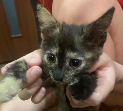 Лот: 17251061. Фото: 1. Котёнок в добрые руки. Кошки, котята