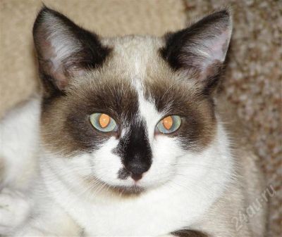 Лот: 621193. Фото: 1. Котенок полусиамчик ищет хозяев... Остальные животные
