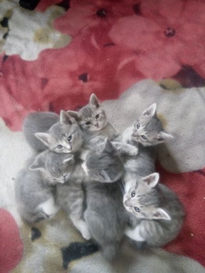 Лот: 16140412. Фото: 1. Котята качественные. Кошки, котята