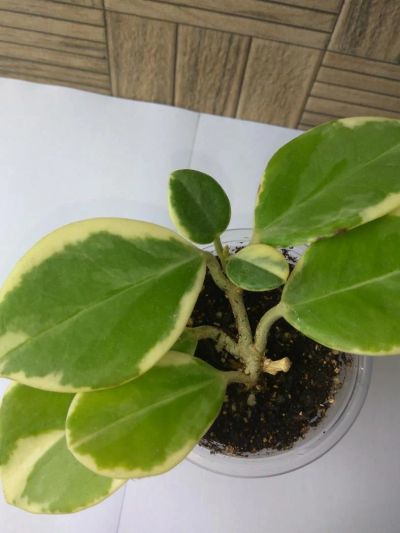 Лот: 11500791. Фото: 1. хойя (Hoya Australis albomarginata... Горшечные растения и комнатные цветы