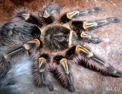 Лот: 18488469. Фото: 1. Паук птицеед Grammostola aureostriata... Остальные животные