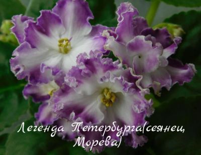 Лот: 8483368. Фото: 1. Фиалка сортовая Легенда Петербурга... Горшечные растения и комнатные цветы