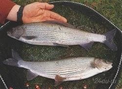 Лот: 2094892. Фото: 1. хариус вкусный ,малосольный,свежий... Икра, рыба, морепродукты