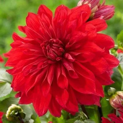 Лот: 15336533. Фото: 1. Георгин сорт Babylon Red клубень. Садовые цветы