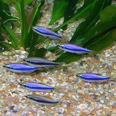 Лот: 21091959. Фото: 1. Керри Тетра фиолетовый неон мирная... Рыбки