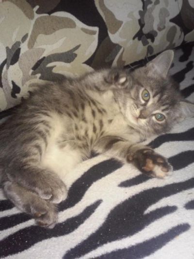 Лот: 10566813. Фото: 1. Ласковая кошечка). Кошки, котята