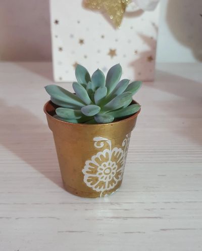 Лот: 19587427. Фото: 1. Эхеверия (Echeveria amoena). Горшечные растения и комнатные цветы