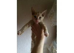 Лот: 18354298. Фото: 1. Донской сфинкс браш котенок мальчик. Кошки, котята