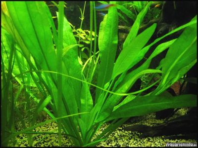 Лот: 2761481. Фото: 1. Эхинодорус. Водные растения