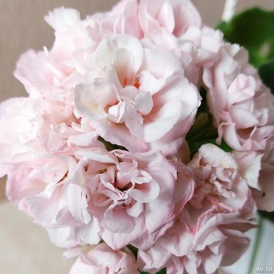 Лот: 18336704. Фото: 1. Сортовая пеларгония "ТБ Зефирка... Горшечные растения и комнатные цветы