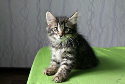 Лот: 5676088. Фото: 1. Котята породы курильский бобтейл... Кошки, котята