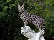 Лот: 5971700. Фото: 1. куплю котенка по договору (шотландская... Кошки, котята