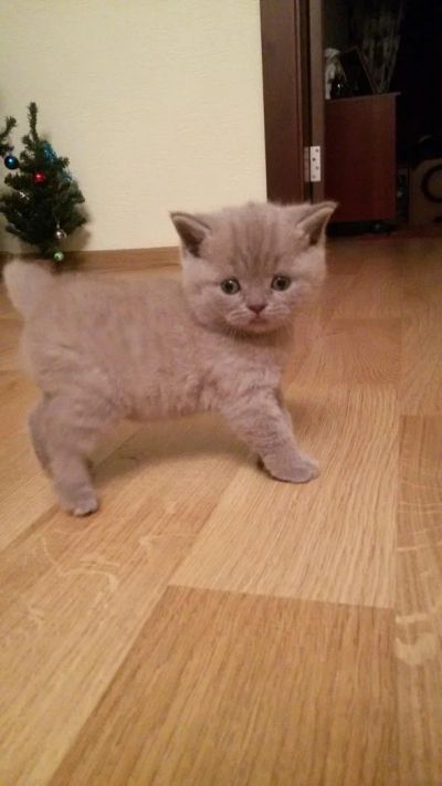Лот: 4920464. Фото: 1. Британский котенок. Кошки, котята