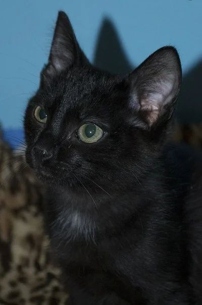 Лот: 4924517. Фото: 1. Отдам красивейшую девочку. Кошки, котята