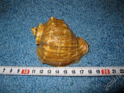 Лот: 258293. Фото: 1. Ракушка! с рубля. Другое (предметы интерьера)
