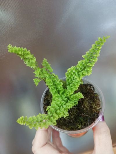 Лот: 21114509. Фото: 1. Папоротник Nephrolepis exaltata. Горшечные растения и комнатные цветы