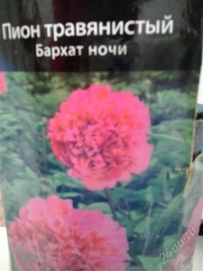 Лот: 2752388. Фото: 1. Пион травянистый Бархат ночи. Другое (семена, рассада, садовые растения)