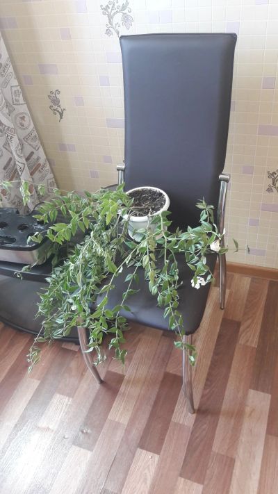 Лот: 14726830. Фото: 1. Хойя Белла, взрослое большое растение... Горшечные растения и комнатные цветы