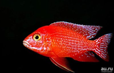 Лот: 8007619. Фото: 1. Маlawi- Аulonocara Fir Fish Red... Рыбки