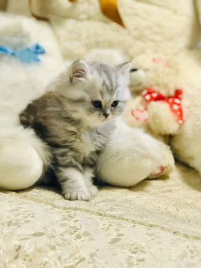 Лот: 15554464. Фото: 1. Котята шотландцы. Кошки, котята