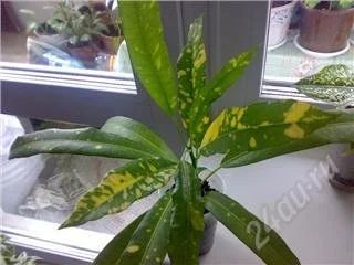 Лот: 60914. Фото: 1. Кротон голден стар. Другое (комнатные растения и уход)
