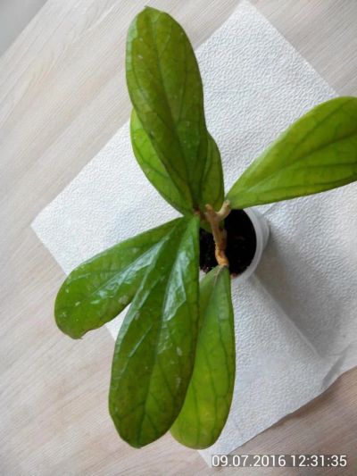Лот: 7787896. Фото: 1. хойя (Hoya forbesii). Горшечные растения и комнатные цветы