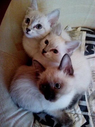 Лот: 3586695. Фото: 1. Отдам котят балинезов!. Кошки, котята