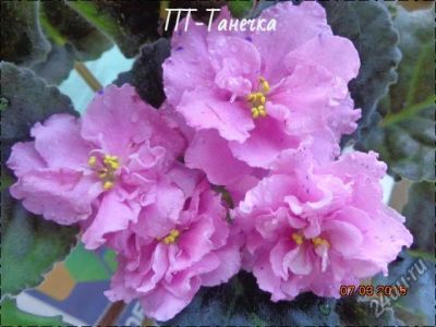 Лот: 8876993. Фото: 1. Фиалка ПТ-Танечка- лист. Горшечные растения и комнатные цветы