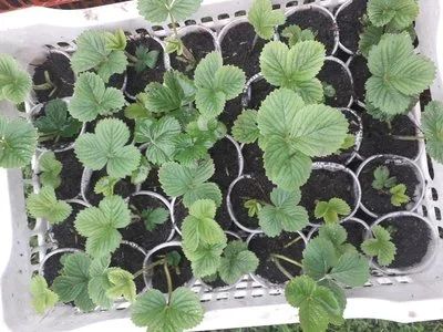 Лот: 14358991. Фото: 1. Рассада земклуника "Купчиха". Ягоды