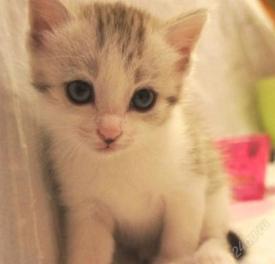Лот: 1052874. Фото: 1. Чудесный котик. Остальные животные
