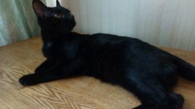 Лот: 11451010. Фото: 1. Бомбейская кошка в подарок. Кошки, котята