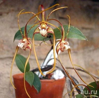 Лот: 14069143. Фото: 1. Орхидея дендробиум четырехгранный. Другое (комнатные растения и уход)