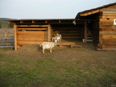 Лот: 13754635. Фото: 1. Продам козочек и козлика от высокоудойной... Другое (оборудование)