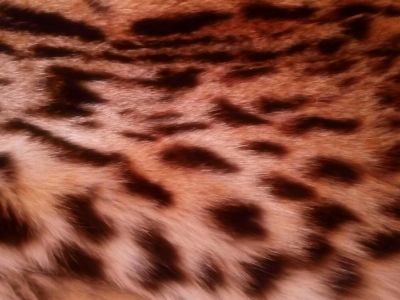 Лот: 9400488. Фото: 1. Шуба. Верхняя одежда