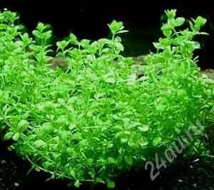 Лот: 1680399. Фото: 1. Микрантемум малоцветковый (Micranthemum... Водные растения