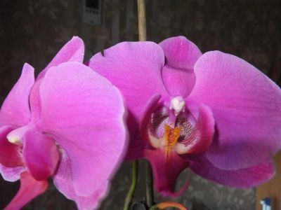 Лот: 3061483. Фото: 1. Орхидея фаленопсис Dtps. Ney Shan... Горшечные растения и комнатные цветы
