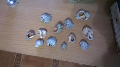 Лот: 8521389. Фото: 1. ракушки. Грунты, украшения, наполнения