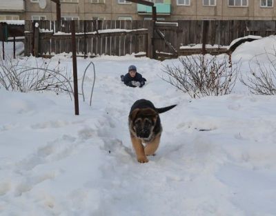 Лот: 3403086. Фото: 1. щенок немецкой овчарки. Собаки, щенки