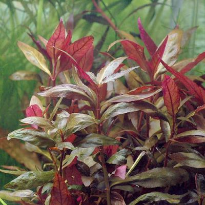 Лот: 7826493. Фото: 1. Альтернантера лиловая (Alternanthera... Водные растения