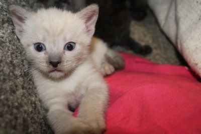 Лот: 6880576. Фото: 1. котик. Кошки, котята