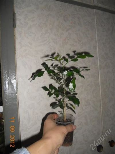 Лот: 2083192. Фото: 1. Мурайя. Горшечные растения и комнатные цветы