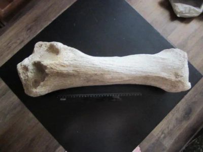 Лот: 20573752. Фото: 1. Берцовая кость шерстистого мамонта. Археология